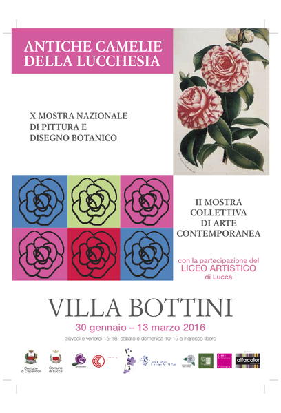 Antiche camelie della Lucchesia